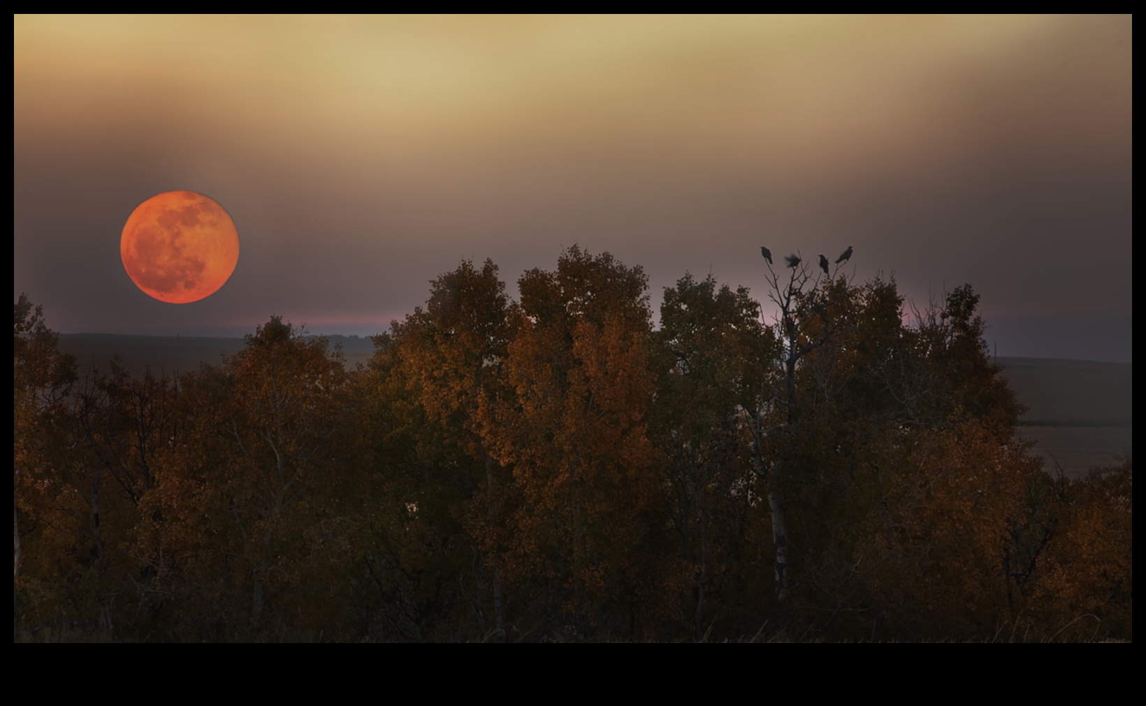 ירח קציר סתיו: יצירה למען היופי של לילות הסתיו