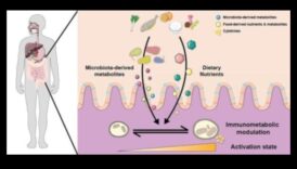 דינמיקה של מחסור: פירוק המורכבות של פערים תזונתיים