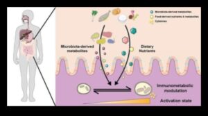 דינמיקה של מחסור: פירוק המורכבות של פערים תזונתיים