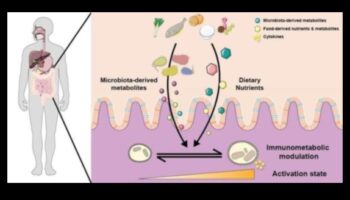 דינמיקה של מחסור: פירוק המורכבות של פערים תזונתיים
